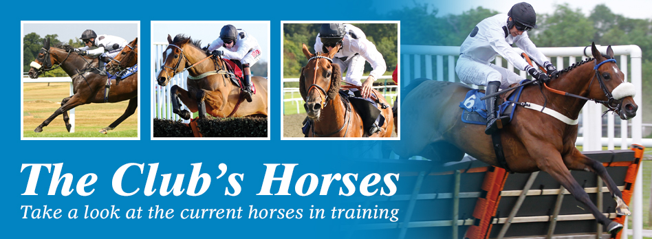 The Club's horses - take a look at Elite Racing Club's horses in training