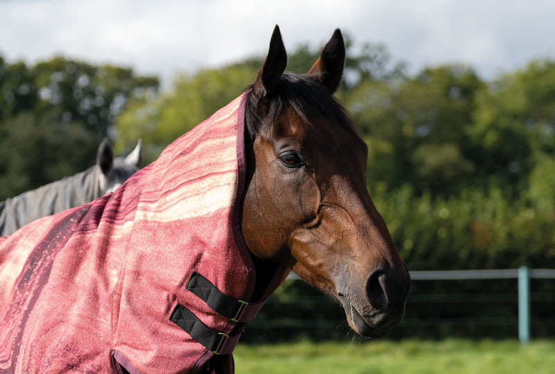 Retired Club horse, Judicial, at EquiPrep.