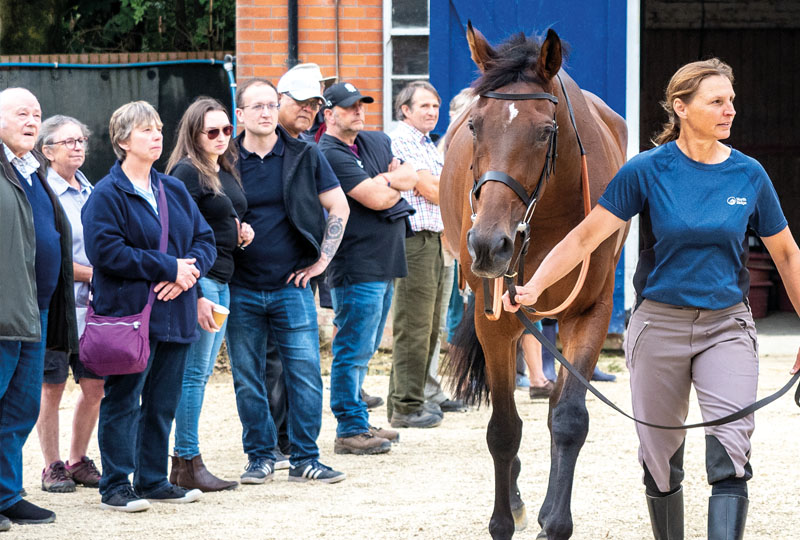 General Medrano parading for Members at an Emma Lavelle Stable Visit.