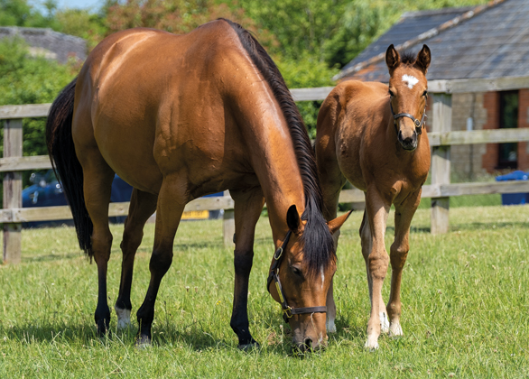 The Breeding Programme - Mares and Foals