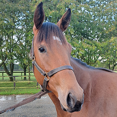 2023 Gleneagles ex Canasta filly