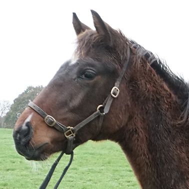 2024 Churchill ex Shining Sea colt