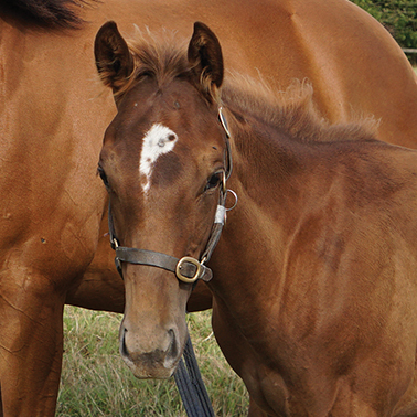 2024 Cracksman ex Canasta colt