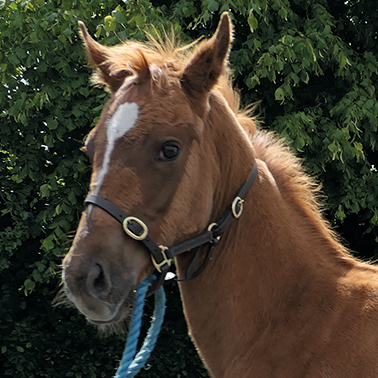 2024 Starspangledbanner ex Harmonica colt