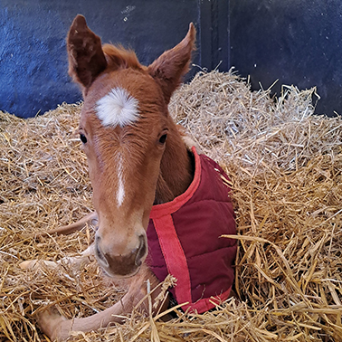 2025 Churchill ex Tribute Act filly