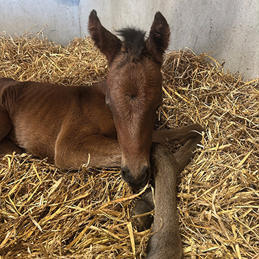 2026 Ghaiyyath ex Viola filly