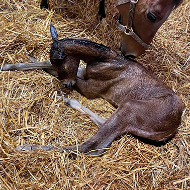 2026 Go Bears Go ex Marseille filly