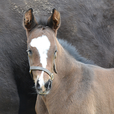 2026 Pinatubo ex Loretta colt
