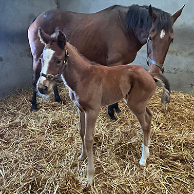 2026 Sioux Nation ex Harmonica colt