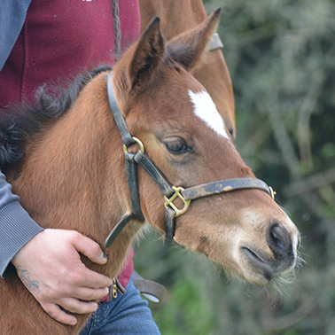 2026 Triple Time ex Canasta filly