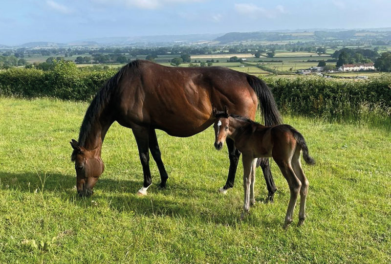 Burgundy and her colt foal in a large paddock