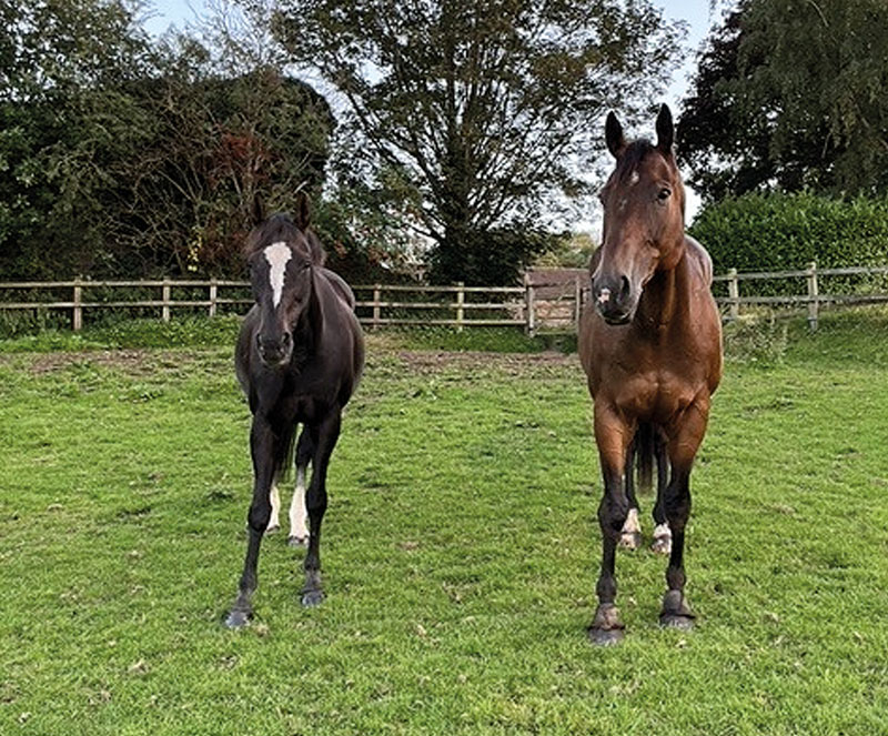 Magistrate turned out in a paddock with a friend