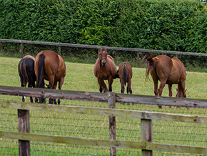 Kirtlington Stud