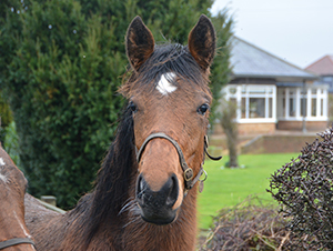 Star Cottage Stud